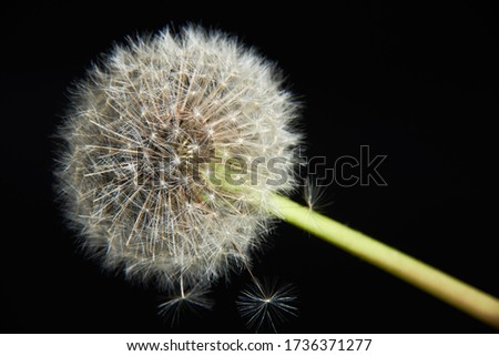 Dandelion seeds on a black background