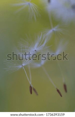 Close-up of dandelion seeds blowing from the plant in selective focus picture 
