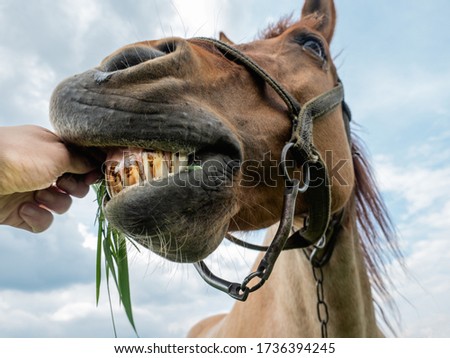 Funny closeup picture of feeding a horse with grass. Concept of bad teeth