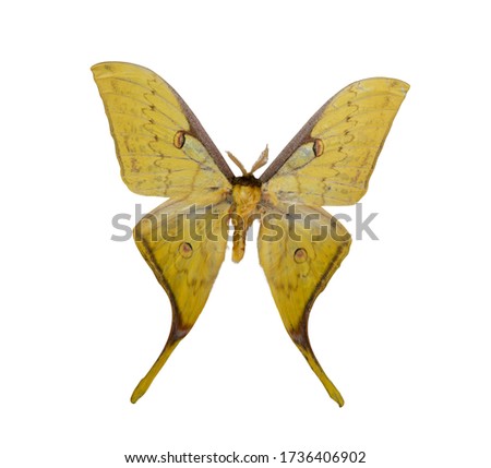 Actias parasinensis Brechlin, 2009. yellow butterfly isolated on white background.