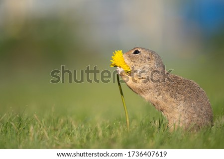 Funny ground squirrel touching dandelion