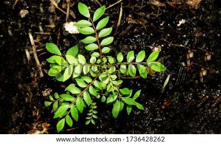 The curry tree is also called Karivepallai, Karivembu or Kadipatta, small curry tree, curry leaves, Curry Leaves Plant.          Royalty-Free Stock Photo #1736428262