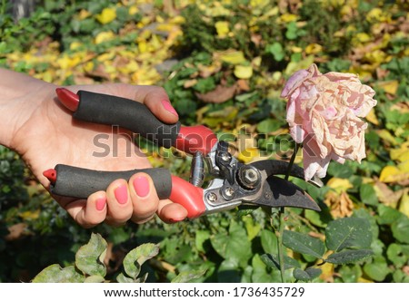 A woman is deadheading roses, removing faded rose flowers using bypass pruning shears to encourage new rose growth and blooms in the garden. Royalty-Free Stock Photo #1736435729