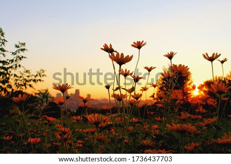 Vibrant flowers with faded city skyline in the background