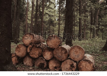 Freshly chopped tree logs stacked up on top of each other in a pile in a coniferous forest. The logging timber wood industry. 