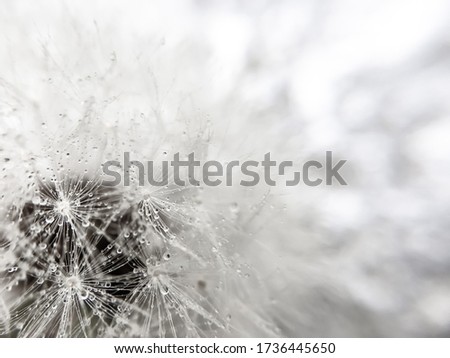 Background of dandelion flower, extreme closeup, abstract nature background
