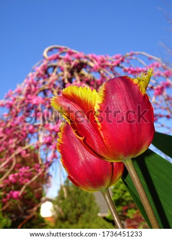A picture of tulips with a redbud background