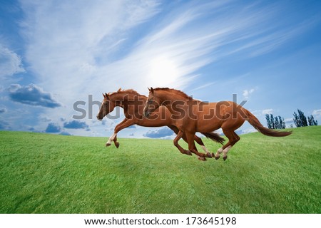 Two running horses, green hills, blue sky, picture for chinese year of horse 2014