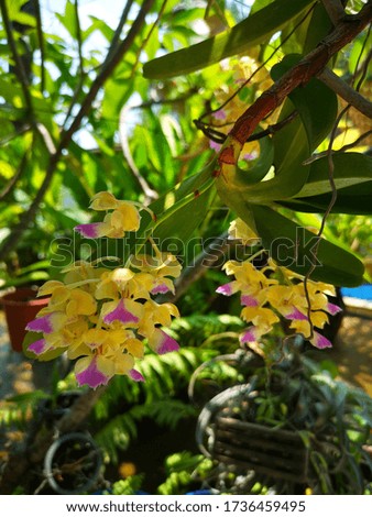 Beautiful bouquet of yellow orchid flowers on Plant