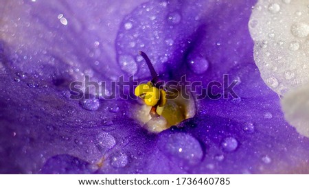 water drops on a beautiful flower, petal, purple flower with white macro, close-up
