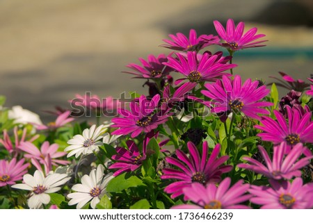 Beautiful Fuchsia Pink Barberton Daisy with other flowers in the background, full bloom, retro style, spring, sunset