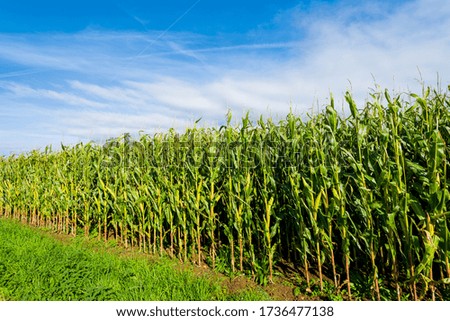 Green corn field on a sunny day in Brittany, France. Clear blue sky. Gardening, agriculture, environmental conservation theme
