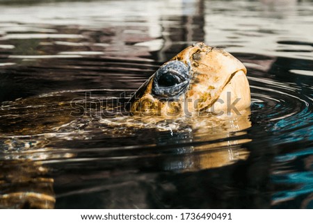 head of a turtle coming out of the water