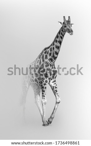 
graceful Giraffe african wildlife animal Royalty-Free Stock Photo #1736498861
