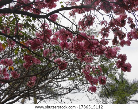 Flowering branches in full bloom of tabebuia rosea tree color pink 