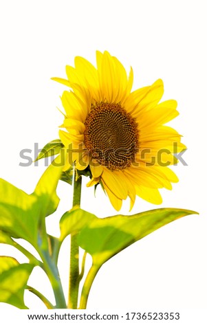 Yellow sunflower in the sunset light. Close-up. Sunflower, close-up.  Yellow big flower. isolated on white background.