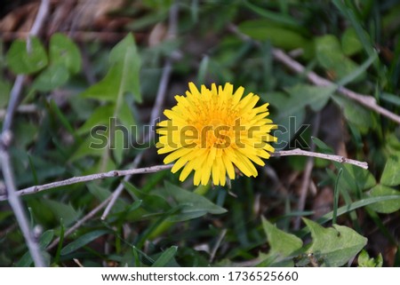 A yellow dandelion or weed in a patch of grass. Picture taken in Kansas City, Missouri.
