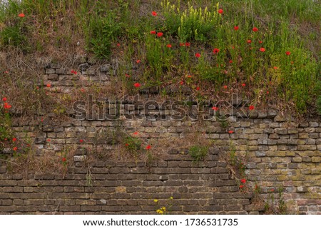 red poppy flowers growing against an ancient defense wall in Maastricht