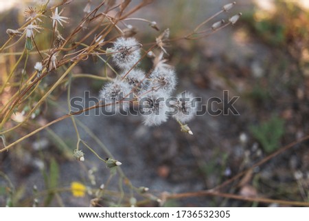 Beautiful dandelion flowers close up