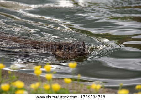 Eurasian Otter (Lutra lutra) swimming with buttercups in the foreground.