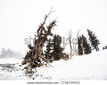 Ancient, twisted tree in snowy climate