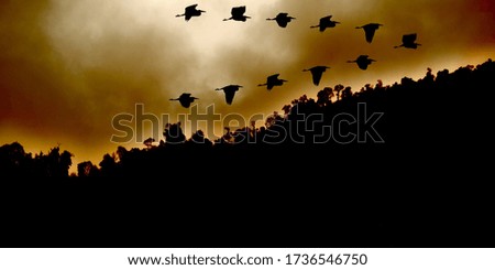Herons crossing the jungle sky in flock