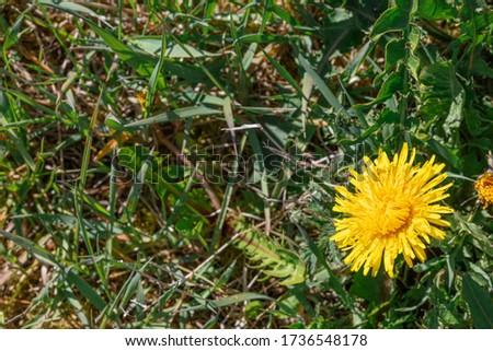Yellow dandelion on a green grass background