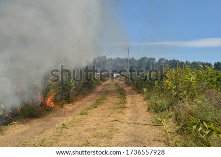 Hogros/Serbia-Hungary border - July 7, 2016: Fire approaching to the improvised transit migrant/refugee camp at the Serbian - Hungarian border. 
