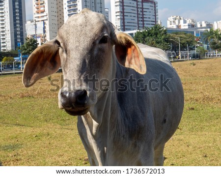 close-up of Gir cattle on pasture with building in the background