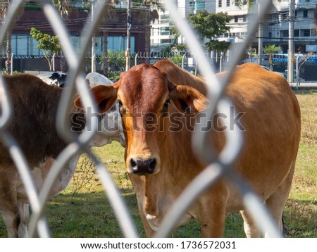 close up of Gir cattle through the wire fence