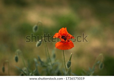 One bright poppy flower on a green background with copy space
