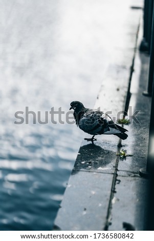Pigeon standing by the river