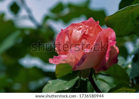 Lush big rose dissolved in garden under sun