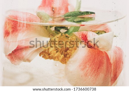 Peony flower under water in glass transparent vase closeup.  Beautiful flower immersed in water and air drops on petals. Art and aesthetic, creative photo. Abstract  background 
