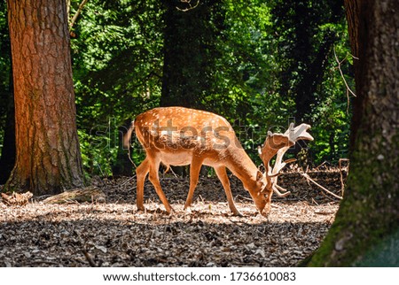 Wild Deer Buck standing in the forest