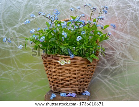 Wicker basket with a bouquet of forget-me-nots on an abstract background. Spring backdrop.