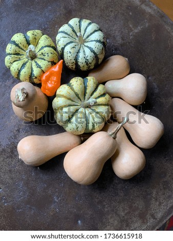Decorative Pumpkins and mini squash