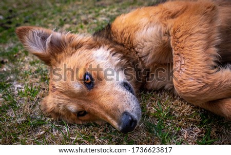 Close up picture of a dog that looks like a fox