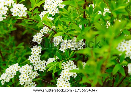 spring time garden white flowers blooming vivid green bush plant foliage floral scenic view 