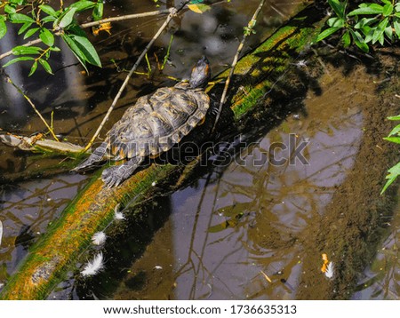 A red-eared turtle crawls over a flooded log .