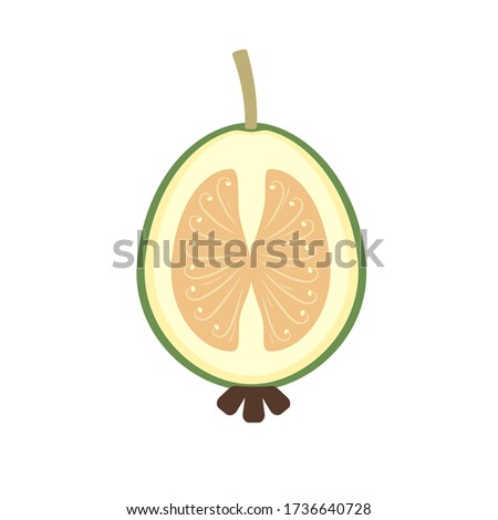 Feijoa in cut half fruit icon flat design. Vector illustration isolated on white background