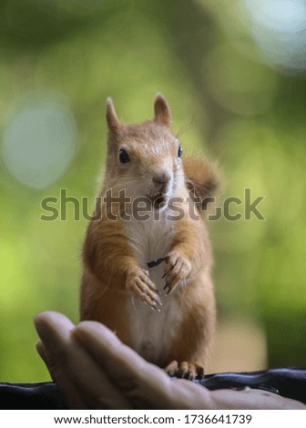 The squirrel eats from palm 
