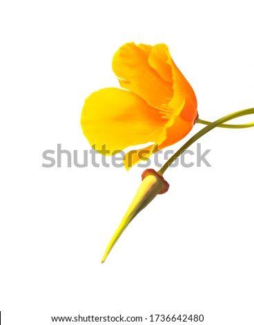 A beautiful yellow poppy and a new bud against a white background. 