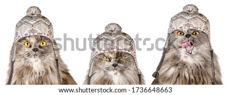 Set of isolated cute British cats and kittens in different emotions and poses in cartoon style