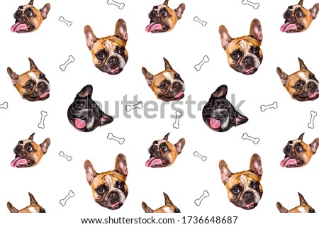 set of cute little dog French bulldog. Funny collection head pattern of different happy puppy, isolated for print