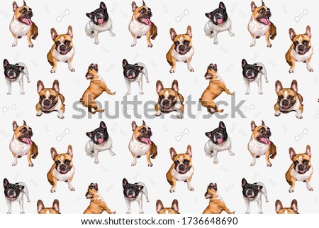 set of cute little dog French bulldog. Funny collection pictures pattern of different happy puppy, isolated for print.