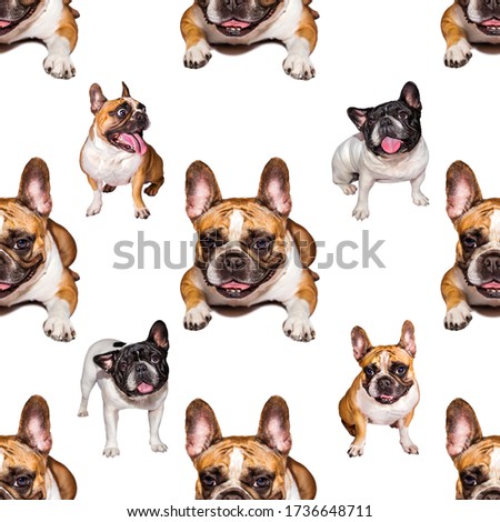 set of cute little dog French bulldog. Funny collection pictures pattern of different happy puppy, isolated for print.