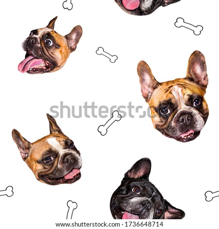 set of cute little dog French bulldog. Funny collection head pattern of different happy puppy, isolated for print