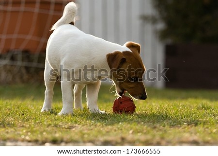 little jack russel running with toy