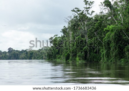 Amazon Rainforest, dense jungle at the amazon river, wild natural ecosystem, peaceful nature, flooded amazonas, overgrown forest on the riverside Royalty-Free Stock Photo #1736683436